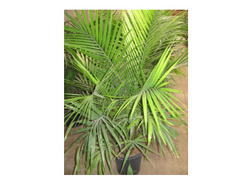 10in Majesty Palm