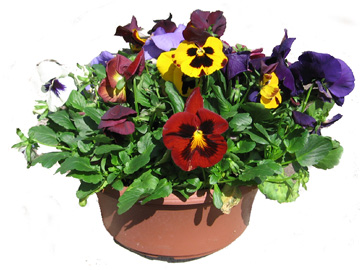 12in Pansy Bowl