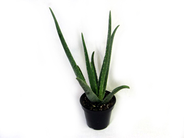 4.5in Aloe