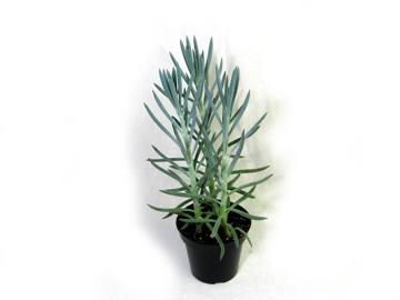 4.5in Blue Senecio
