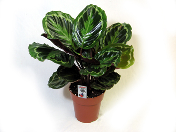 6in Prem. Calathea