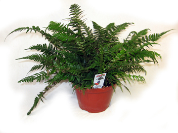 6in Korean Rock Fern