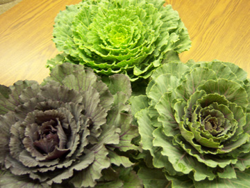 Cabbage Assortment